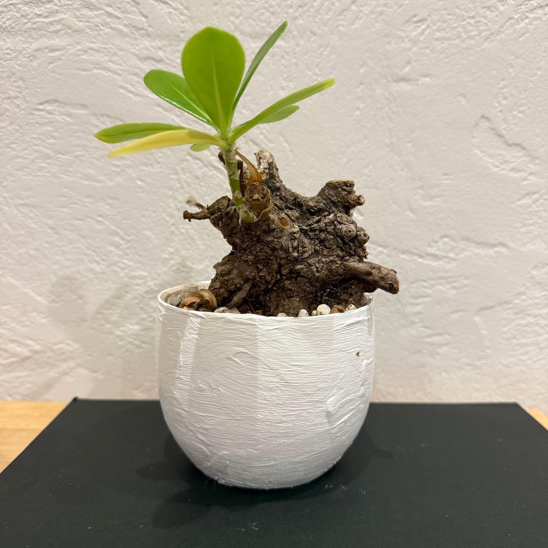 クサトベラ 観葉植物 発根済 盆栽風 琉球盆栽風 植物