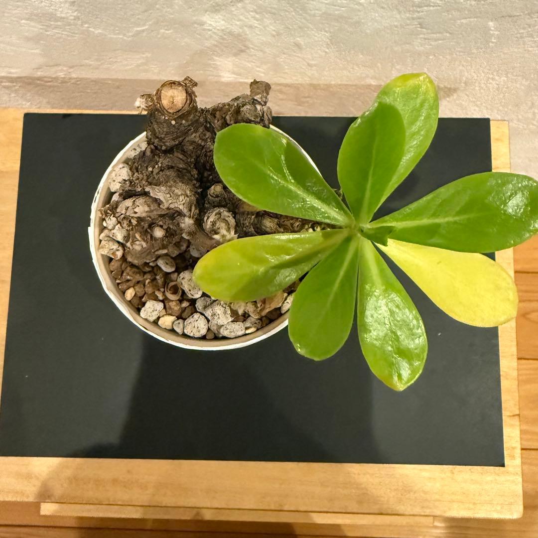 クサトベラ 観葉植物 発根済 盆栽風 琉球盆栽風 植物