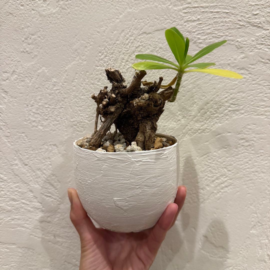 クサトベラ 観葉植物 発根済 盆栽風 琉球盆栽風 植物