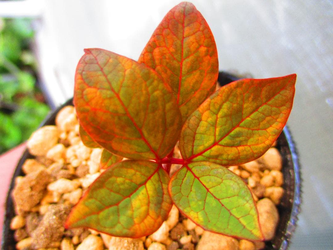 m*o様 山野草 斑入り ヤマシャクヤク　「夢殿」 最上柄