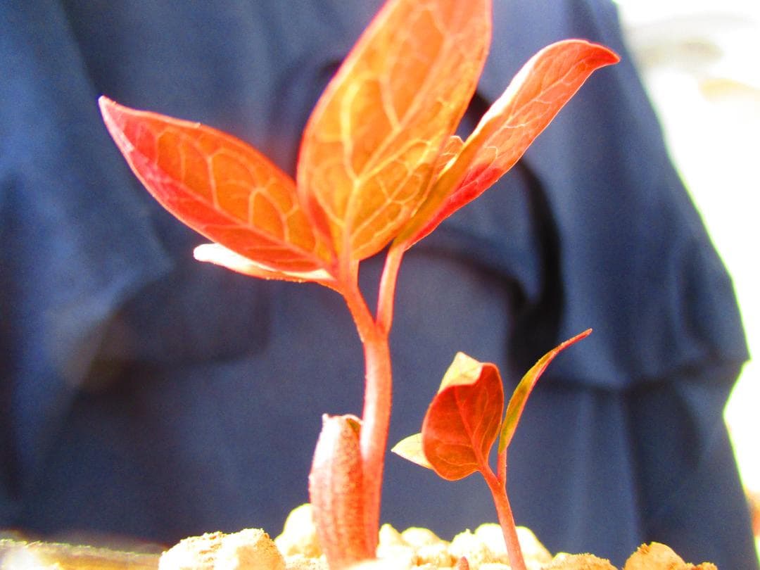 m*o様 山野草 斑入り ヤマシャクヤク　「夢殿」 最上柄