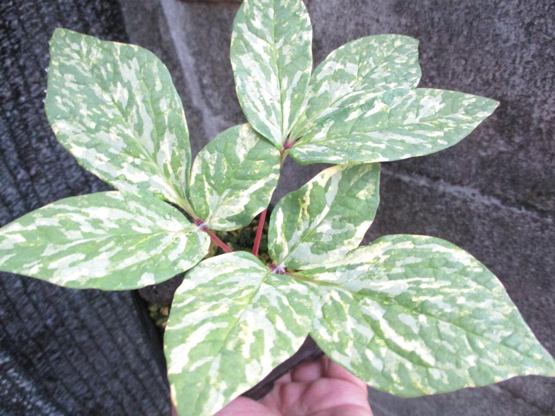 m*o様 山野草 斑入り ヤマシャクヤク　「夢殿」 最上柄