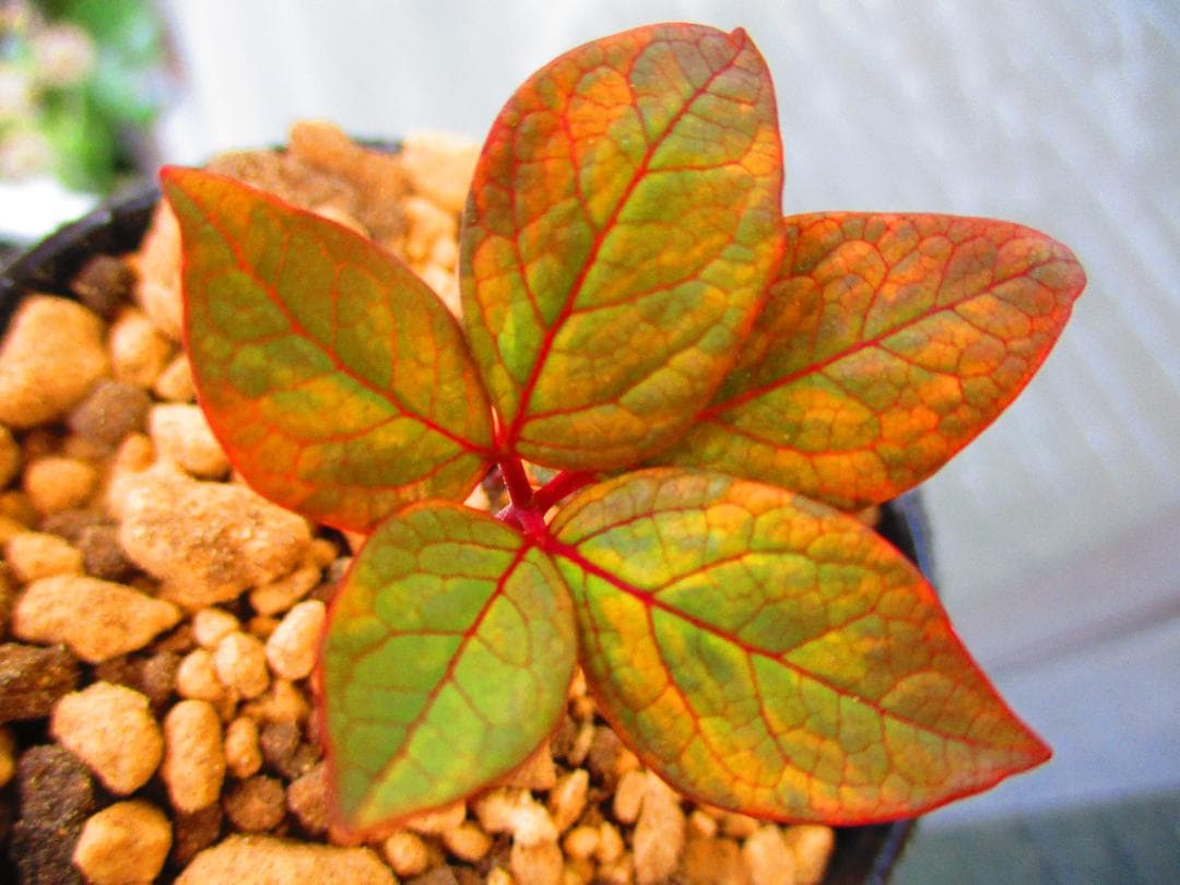 m*o様 山野草 斑入り ヤマシャクヤク　「夢殿」 最上柄