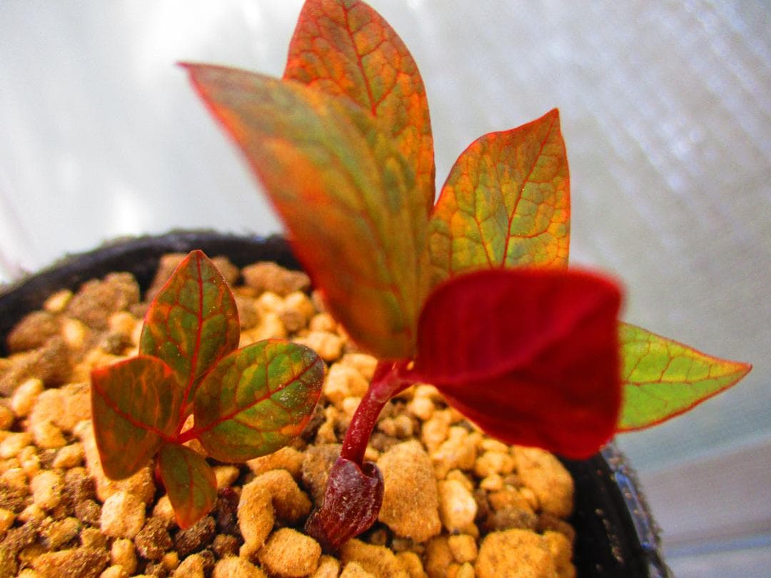 m*o様 山野草 斑入り ヤマシャクヤク　「夢殿」 最上柄