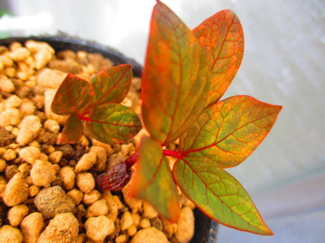 m*o様 山野草 斑入り ヤマシャクヤク　「夢殿」 最上柄