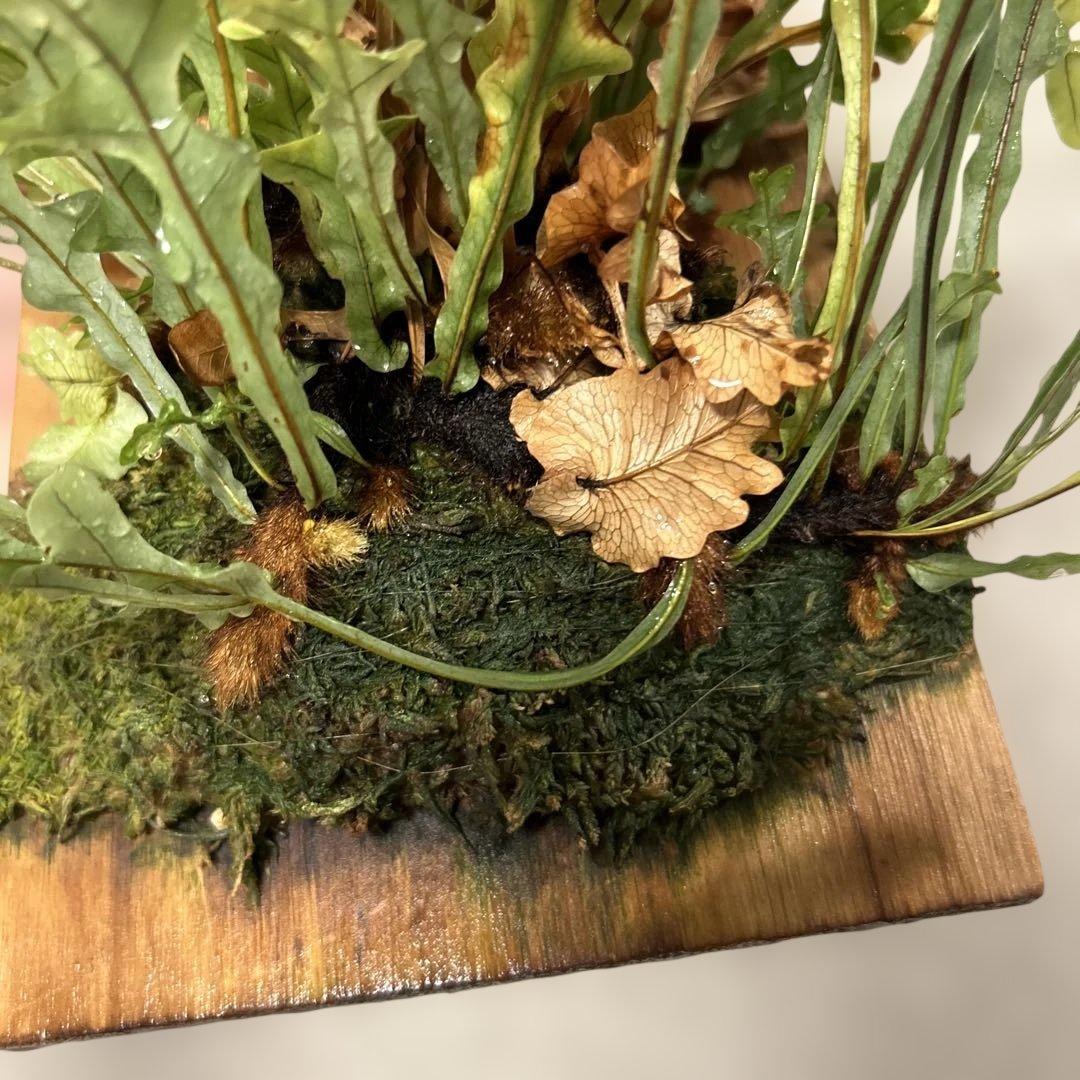 ドリナリア　ボニー　板付