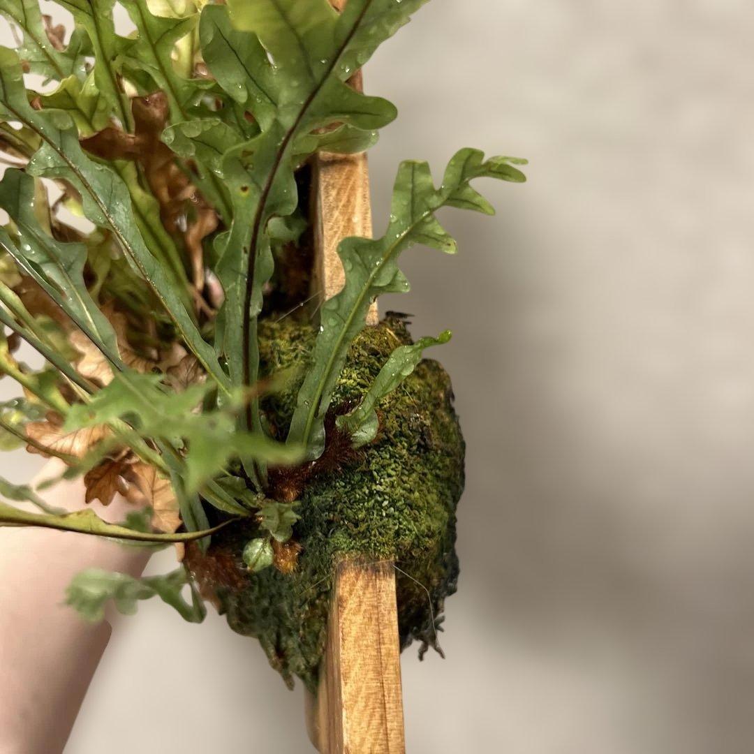 ドリナリア　ボニー　板付