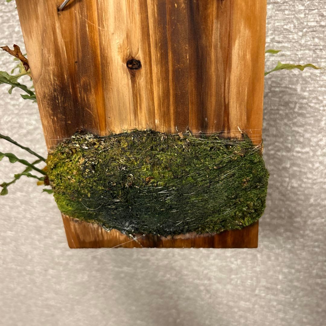 ドリナリア　ボニー　板付