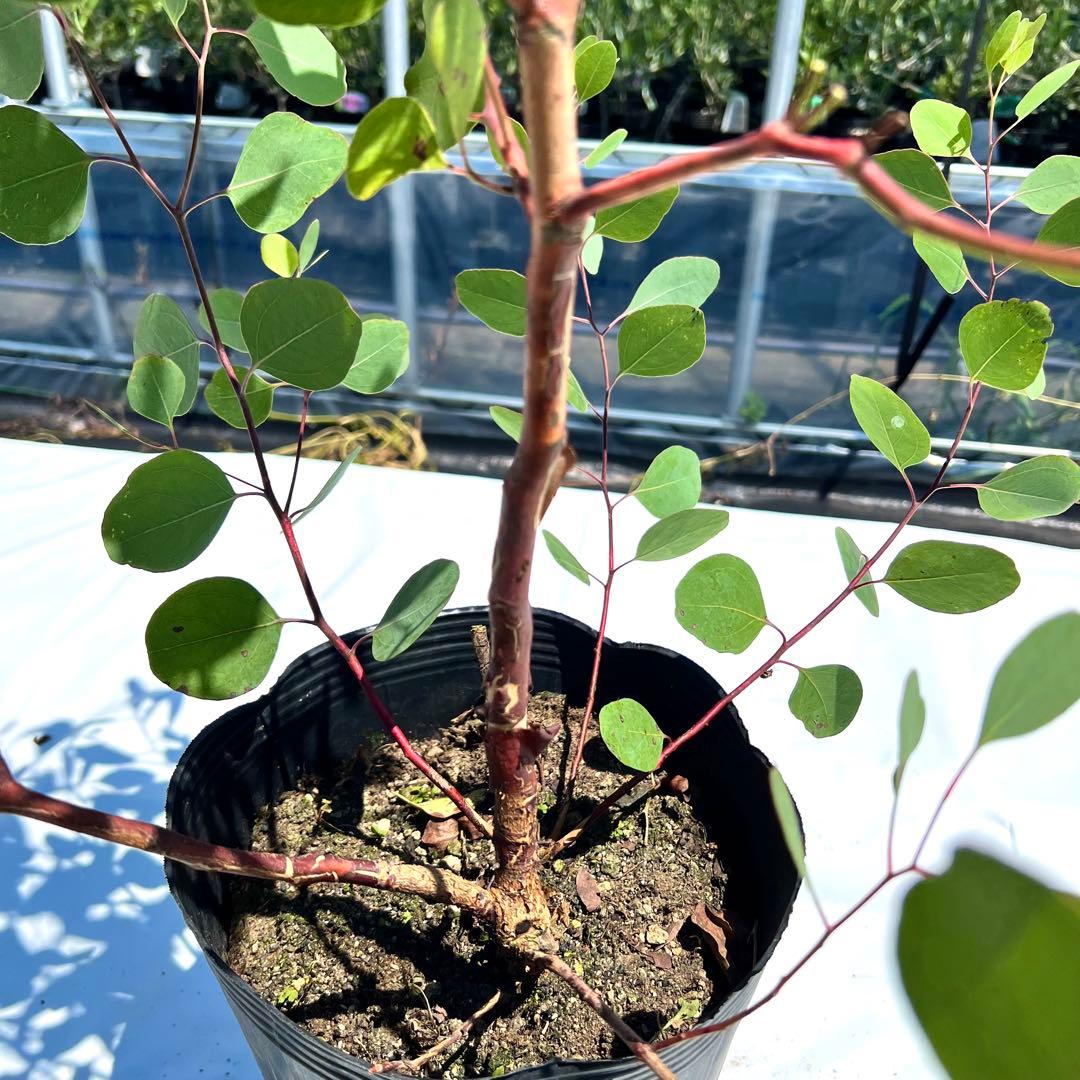 【数量限定❗️高さ160㎝前後】ユーカリ ポポラス ユーカリポポラス　苗