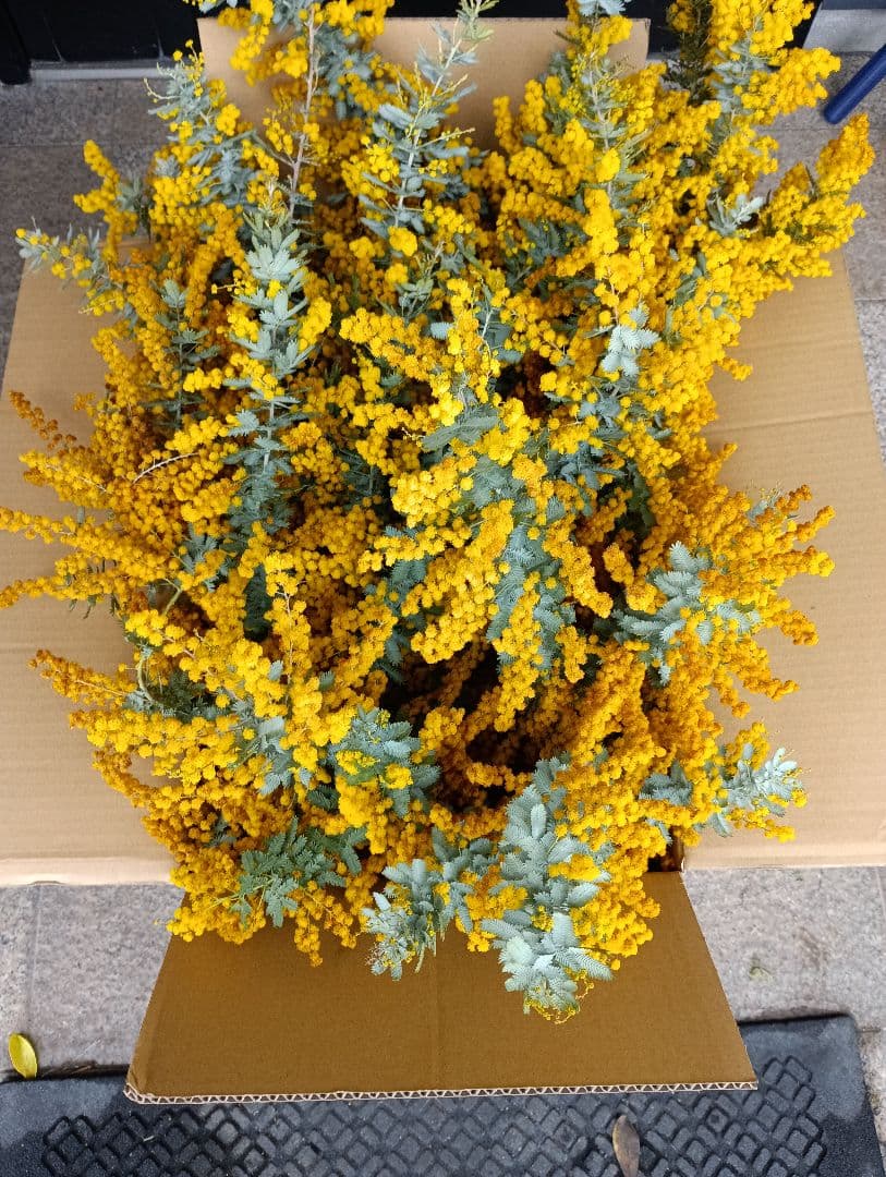 ♥大絶賛の【生花ミモザ】を ご希望のサイズ自由に【3月5日までの限定】掲載