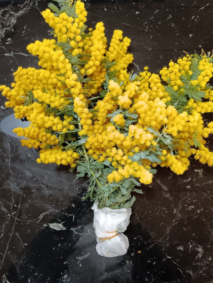 ♥大絶賛の【生花ミモザ】を ご希望のサイズ自由に【3月5日までの限定】掲載