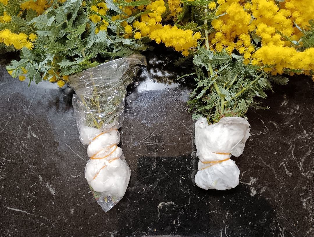 ♥大絶賛の【生花ミモザ】を ご希望のサイズ自由に【3月5日までの限定】掲載