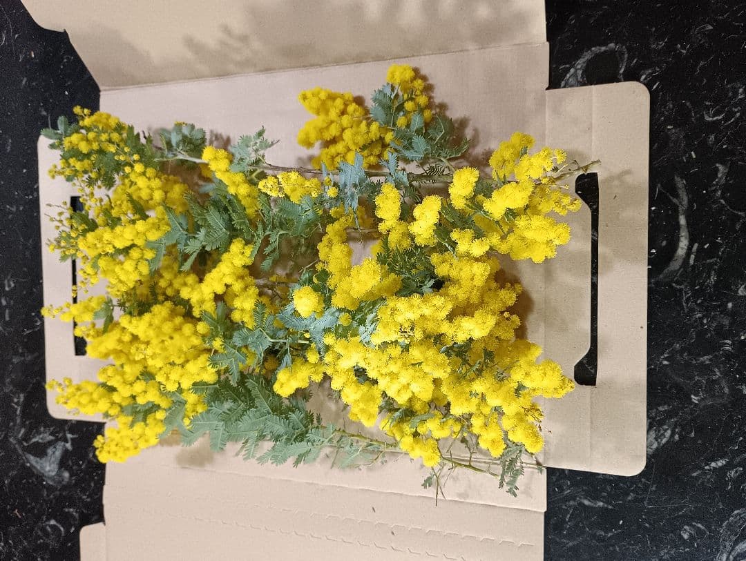 ♥大絶賛の【生花ミモザ】を ご希望のサイズ自由に【3月5日までの限定】掲載