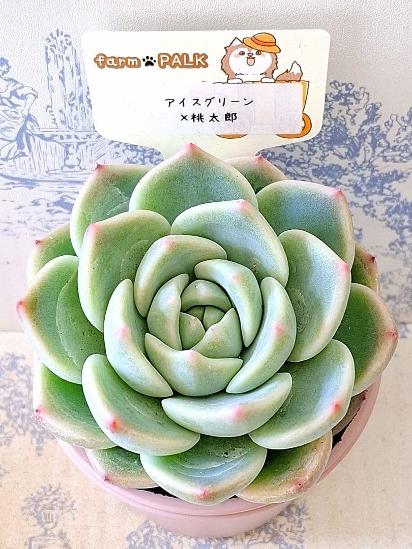 アイスグリーン×桃太郎札付きポットごとメルカリ便ファームパルクさん苗