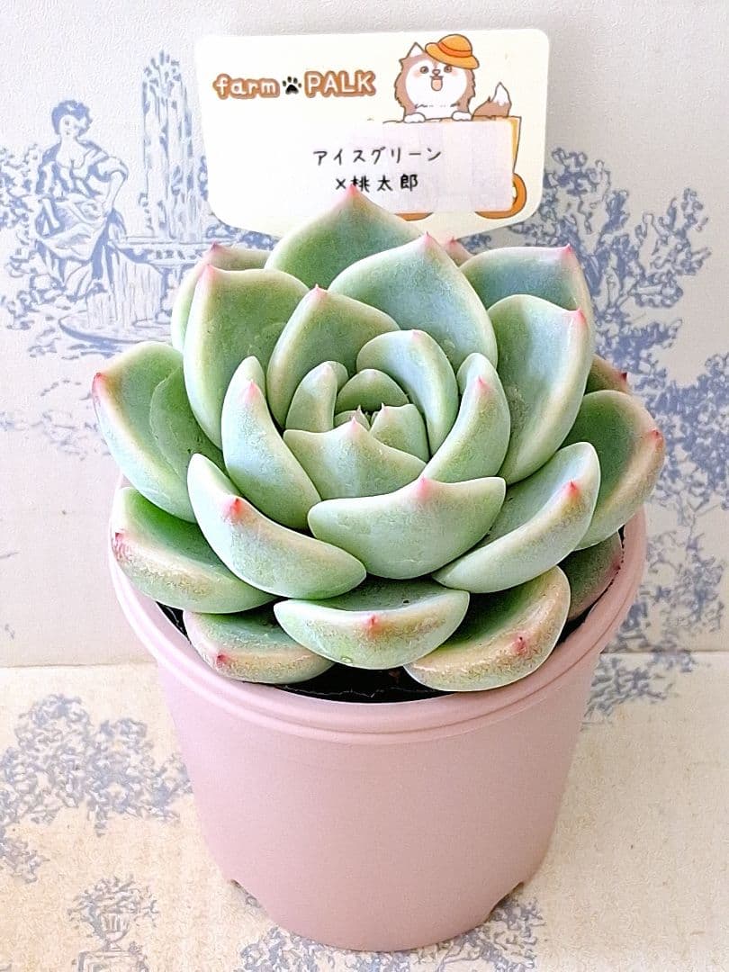 アイスグリーン×桃太郎札付きポットごとメルカリ便ファームパルクさん苗