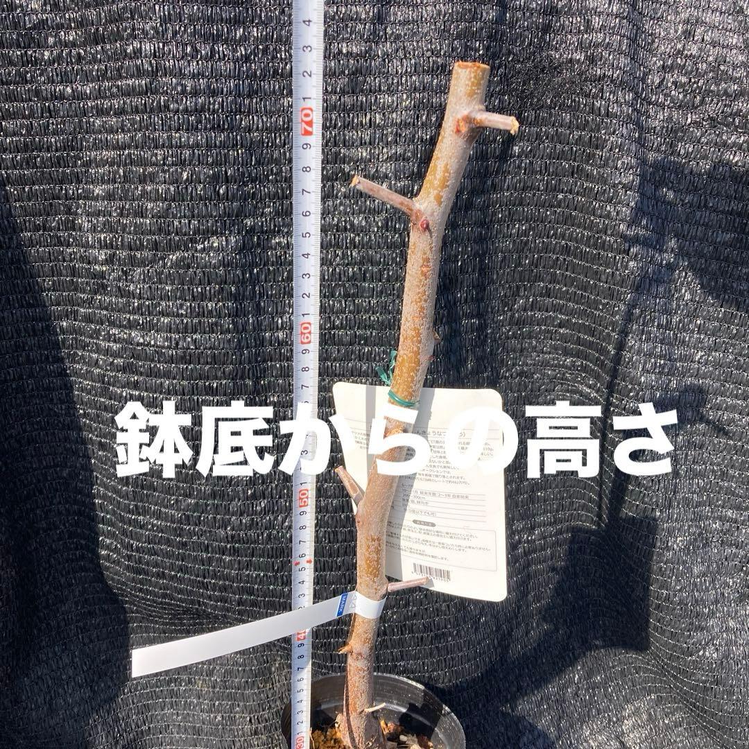 ④*:ஐ超巨大な実がたわわに実るナツメの王様*:ஐ接木・棗・苗木【新疆棗王】４号