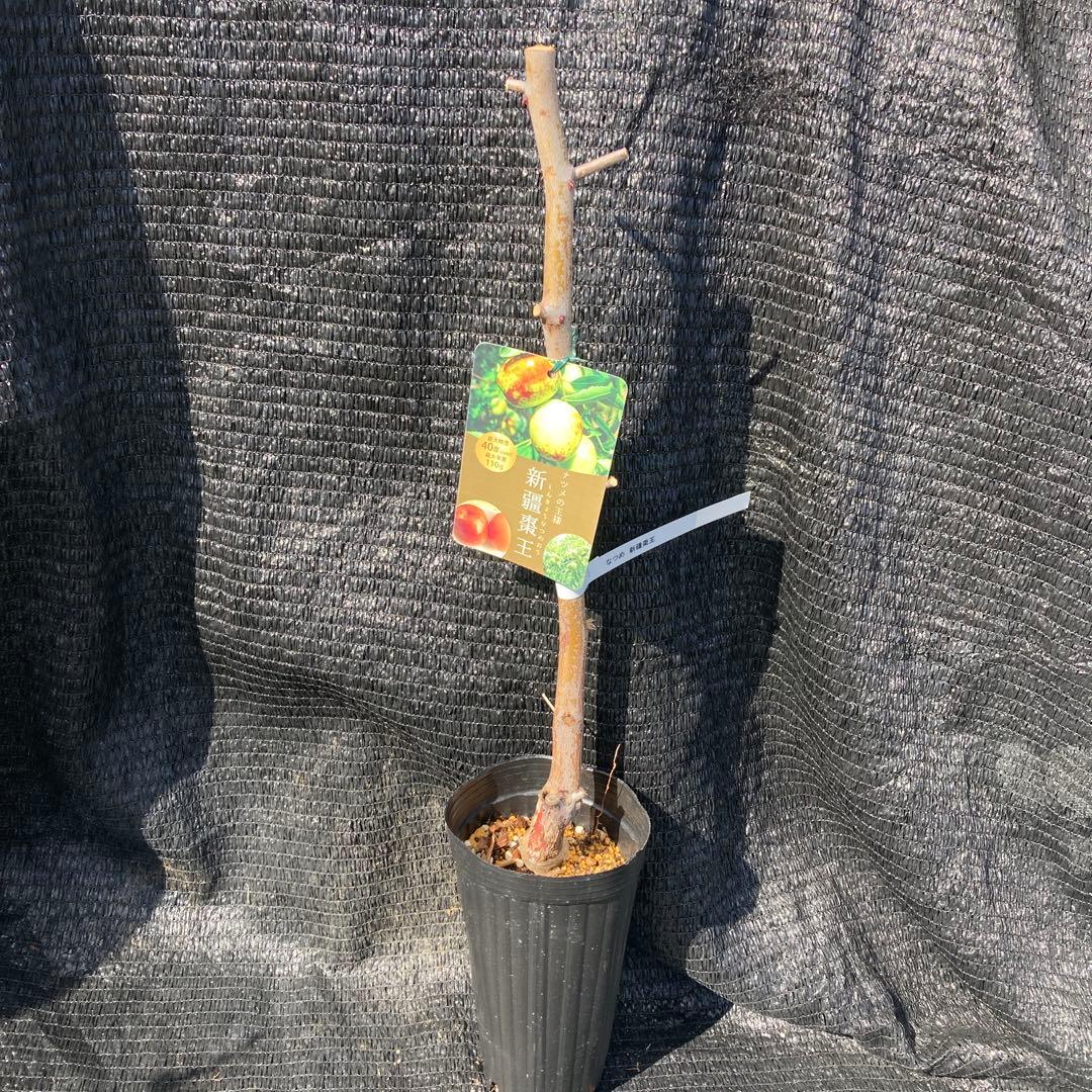 ④*:ஐ超巨大な実がたわわに実るナツメの王様*:ஐ接木・棗・苗木【新疆棗王】４号