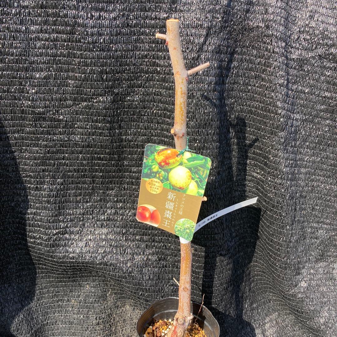 ④*:ஐ超巨大な実がたわわに実るナツメの王様*:ஐ接木・棗・苗木【新疆棗王】４号