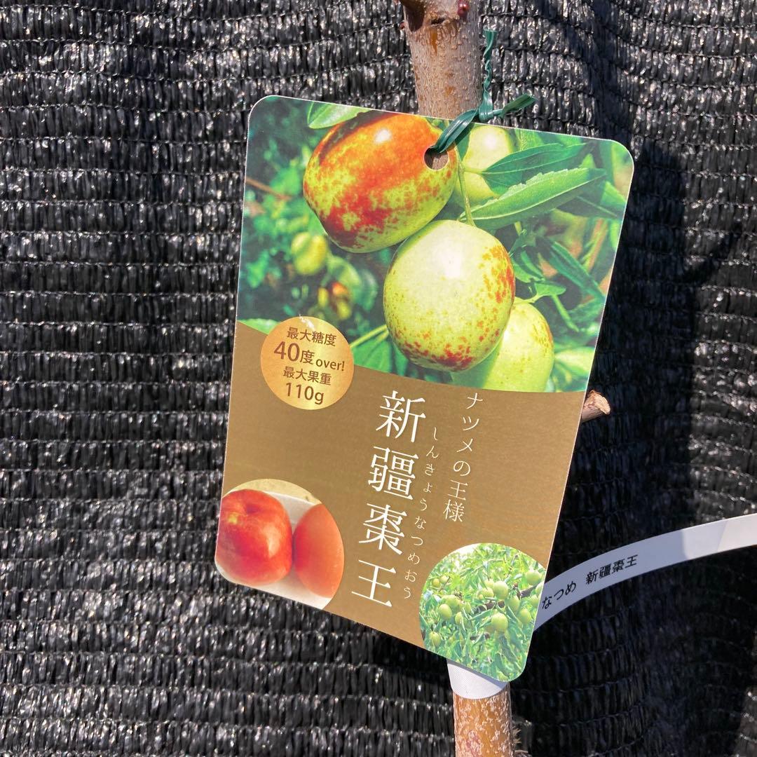 ④*:ஐ超巨大な実がたわわに実るナツメの王様*:ஐ接木・棗・苗木【新疆棗王】４号