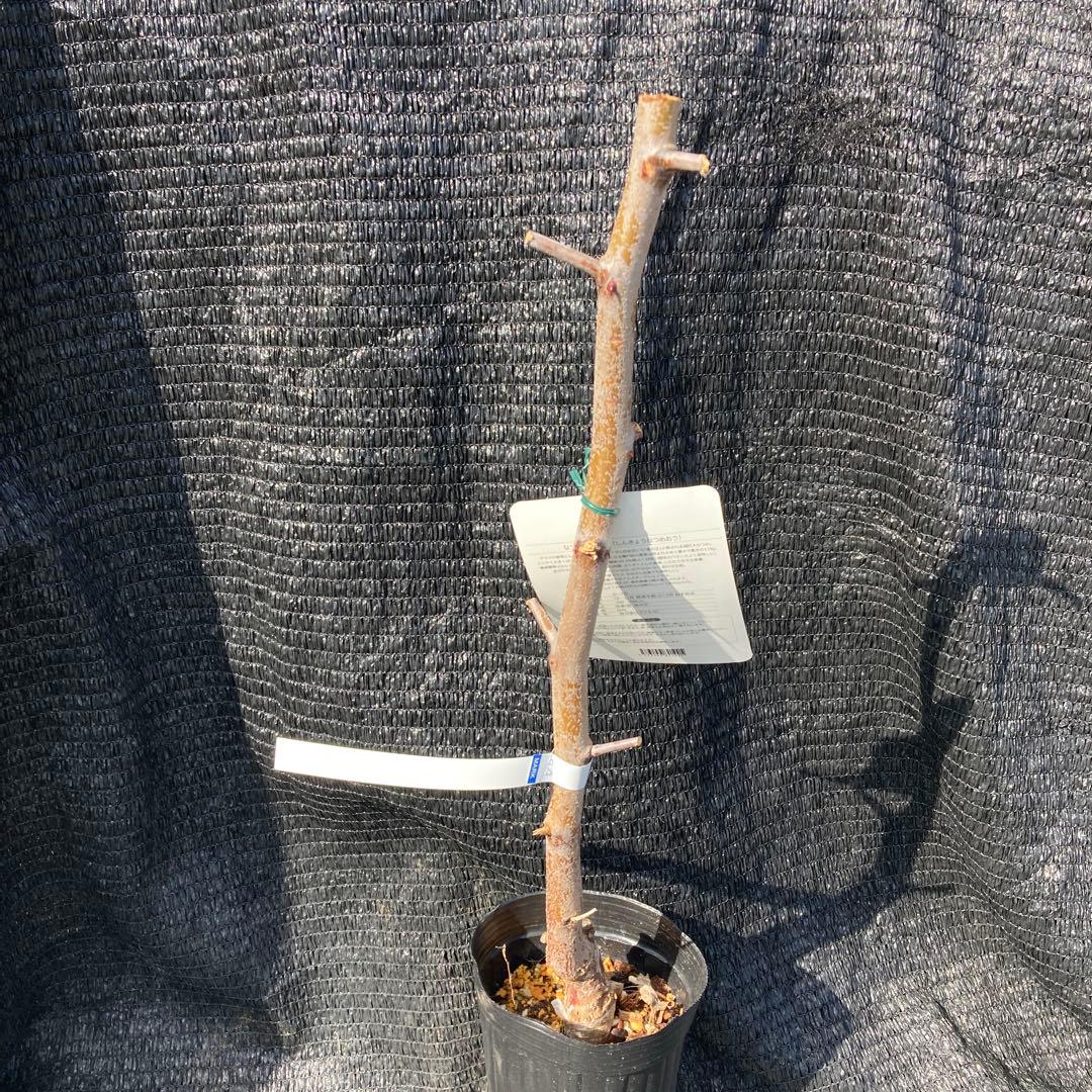 ④*:ஐ超巨大な実がたわわに実るナツメの王様*:ஐ接木・棗・苗木【新疆棗王】４号