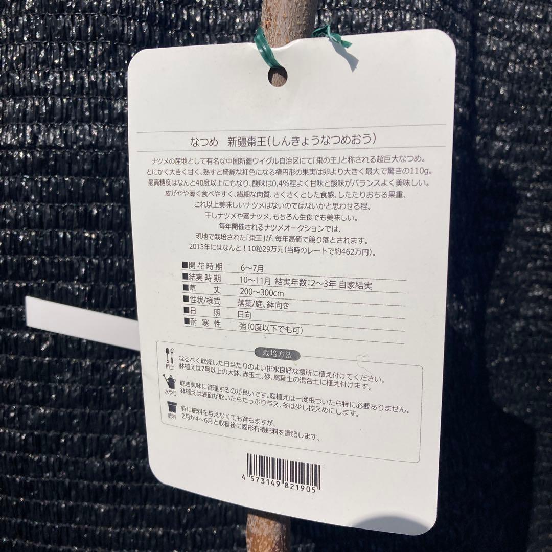 ④*:ஐ超巨大な実がたわわに実るナツメの王様*:ஐ接木・棗・苗木【新疆棗王】４号