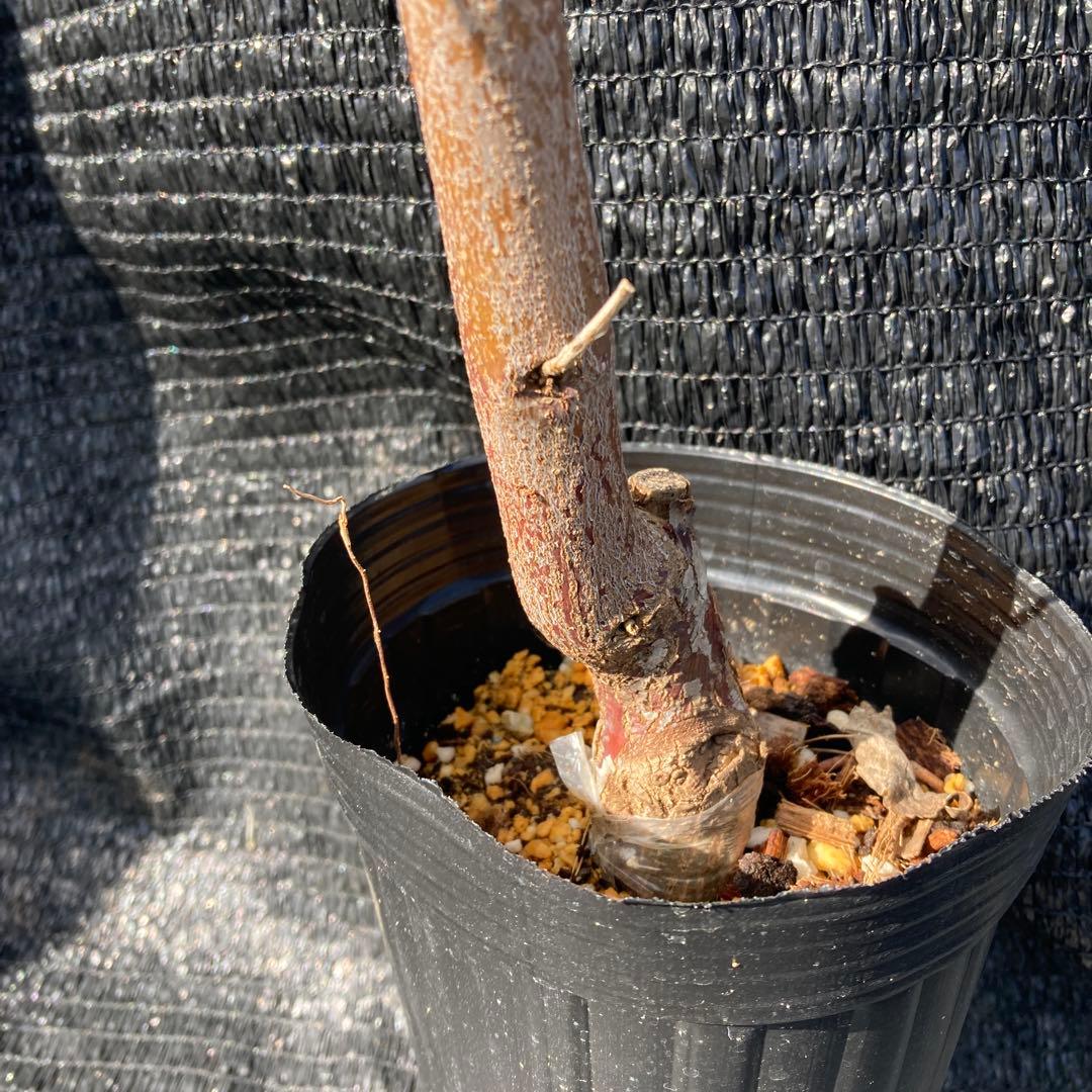 ④*:ஐ超巨大な実がたわわに実るナツメの王様*:ஐ接木・棗・苗木【新疆棗王】４号