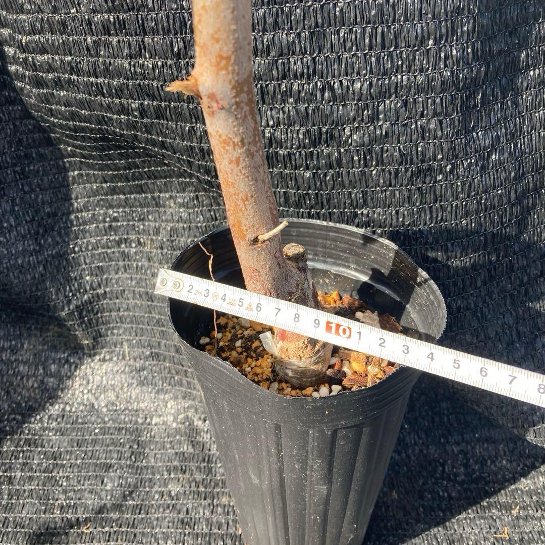 ④*:ஐ超巨大な実がたわわに実るナツメの王様*:ஐ接木・棗・苗木【新疆棗王】４号