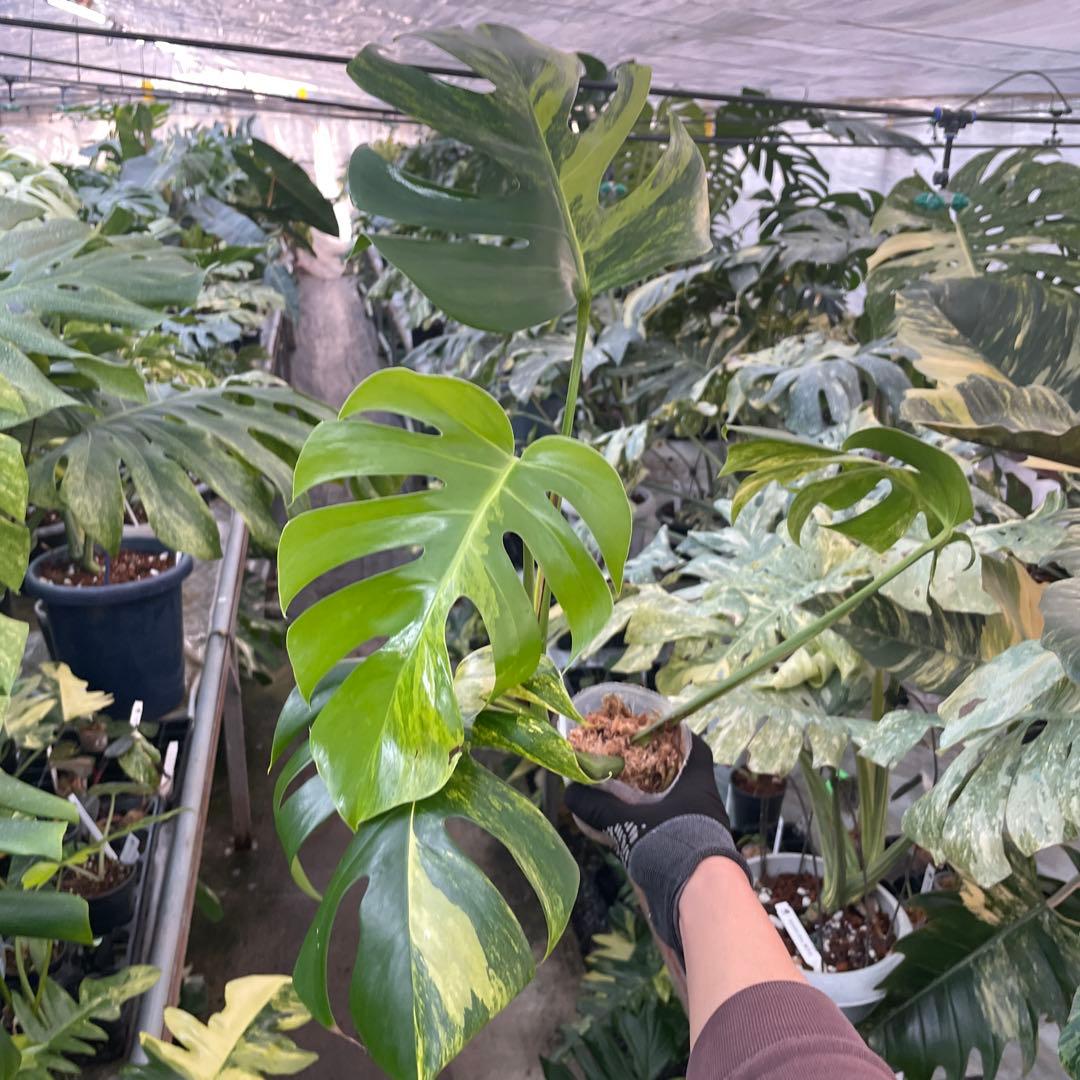 CC2モンステラ　ボルギシアナ　オーレア　黄斑　健康成長点カット苗