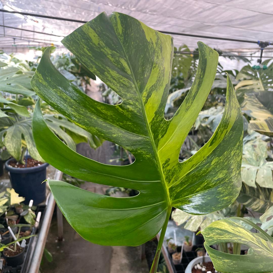 CC2モンステラ　ボルギシアナ　オーレア　黄斑　健康成長点カット苗