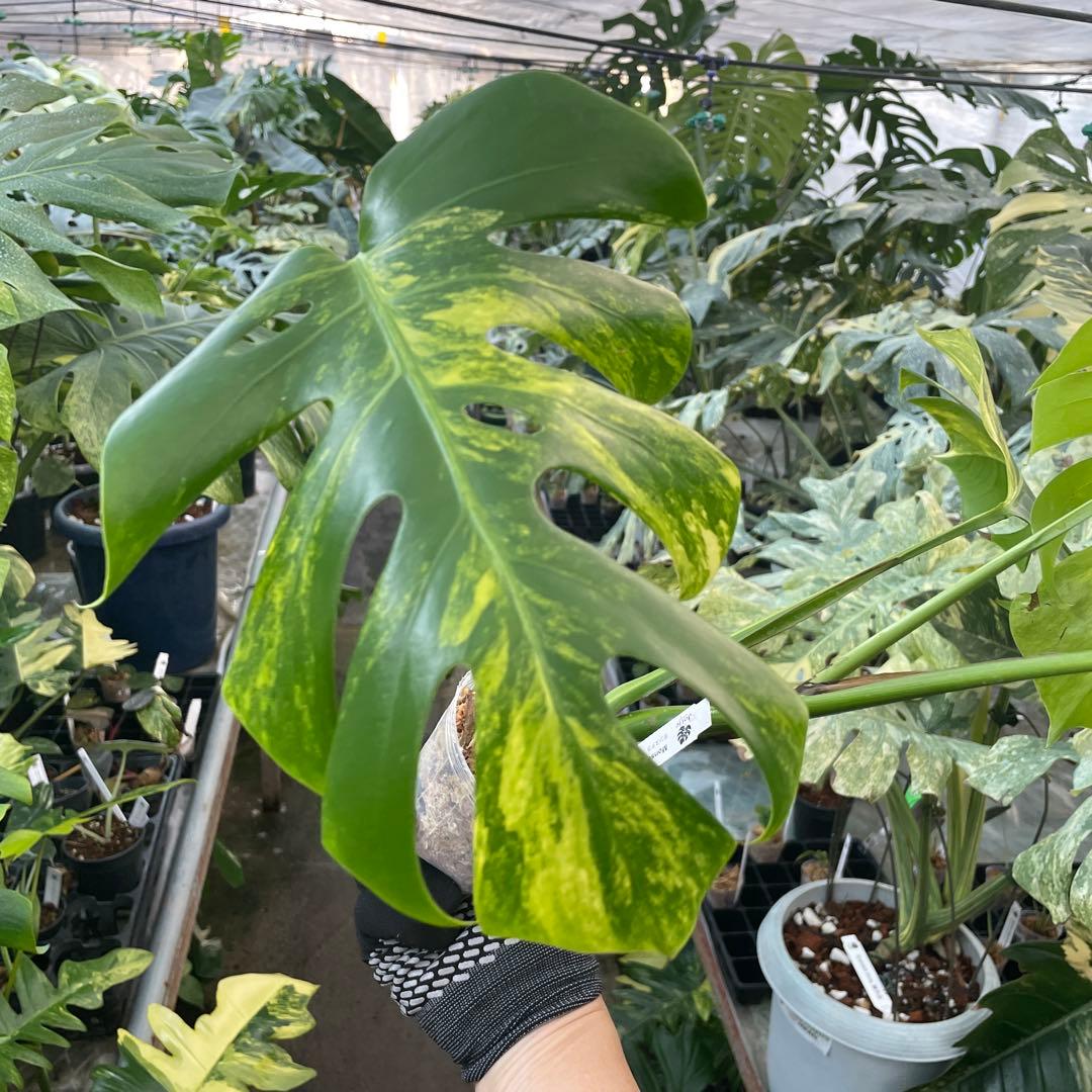 CC2モンステラ　ボルギシアナ　オーレア　黄斑　健康成長点カット苗