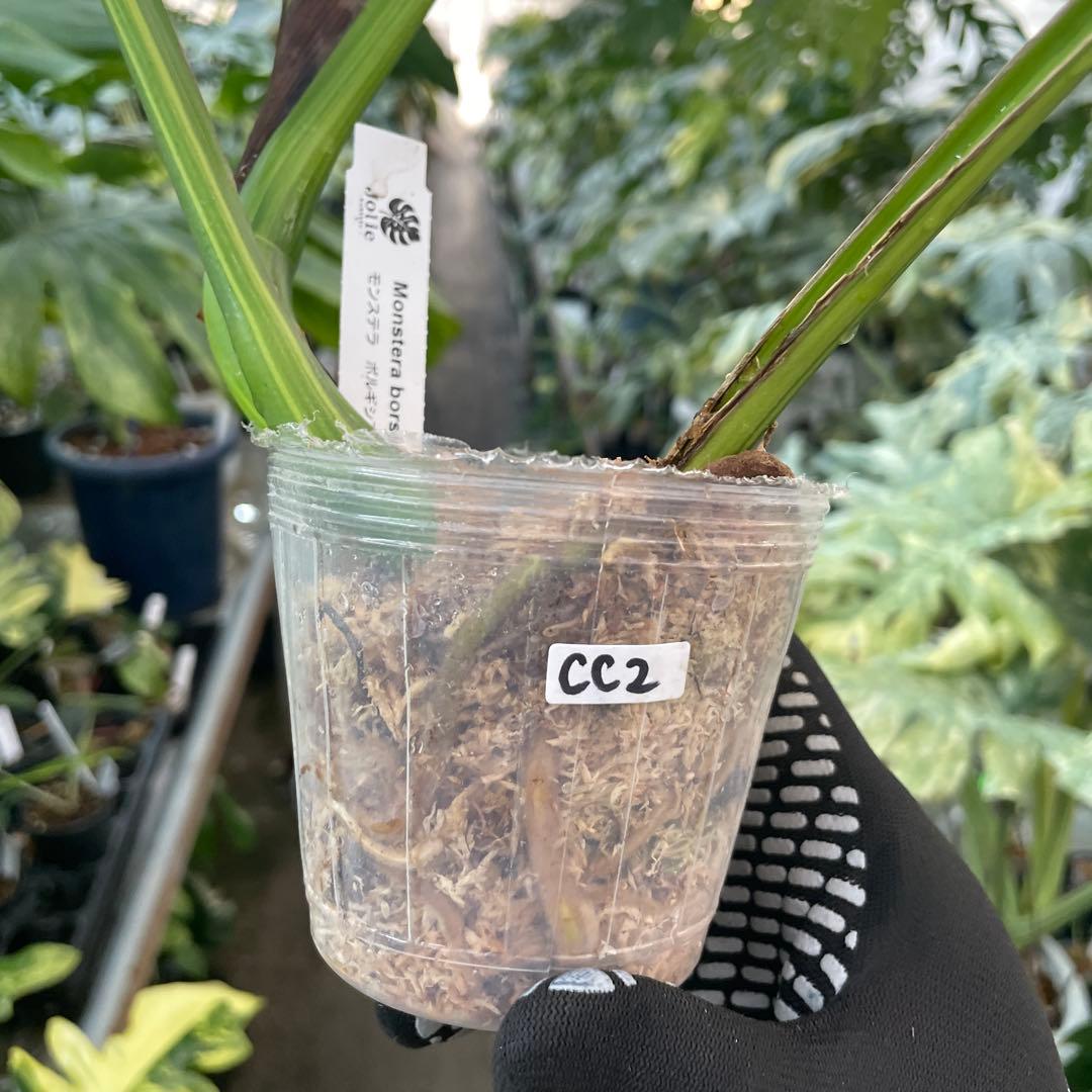 CC2モンステラ　ボルギシアナ　オーレア　黄斑　健康成長点カット苗