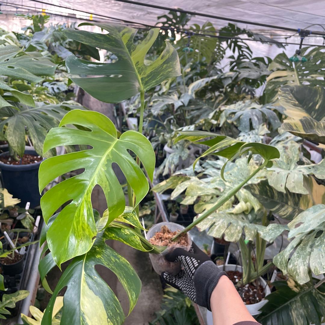 CC2モンステラ　ボルギシアナ　オーレア　黄斑　健康成長点カット苗