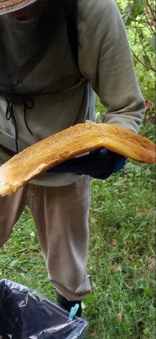 ミツロウ　ニホンミツバチの蜜蝋　国産天然みつろう　誘引.ハンドメイド