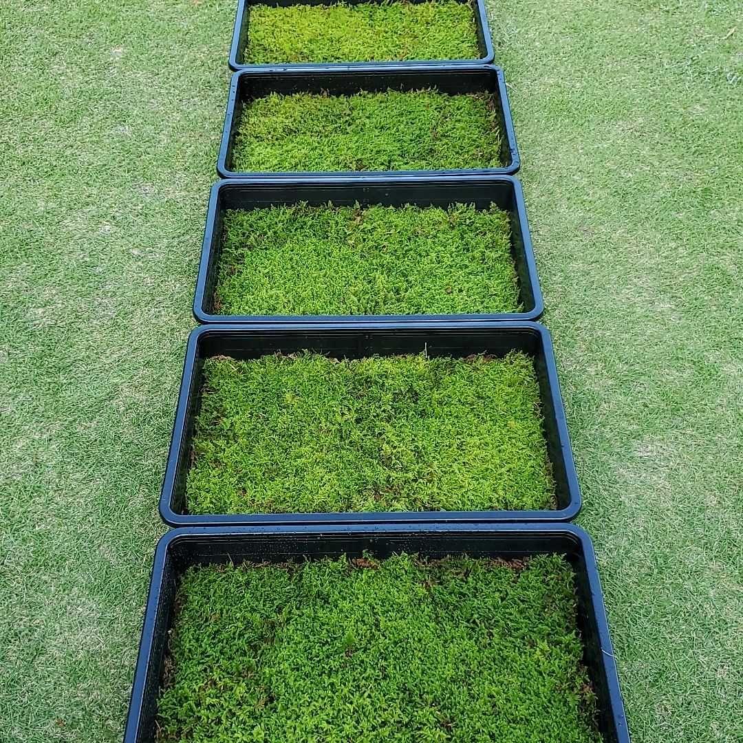 天然苔　上質　ハイゴケ　5トレー
