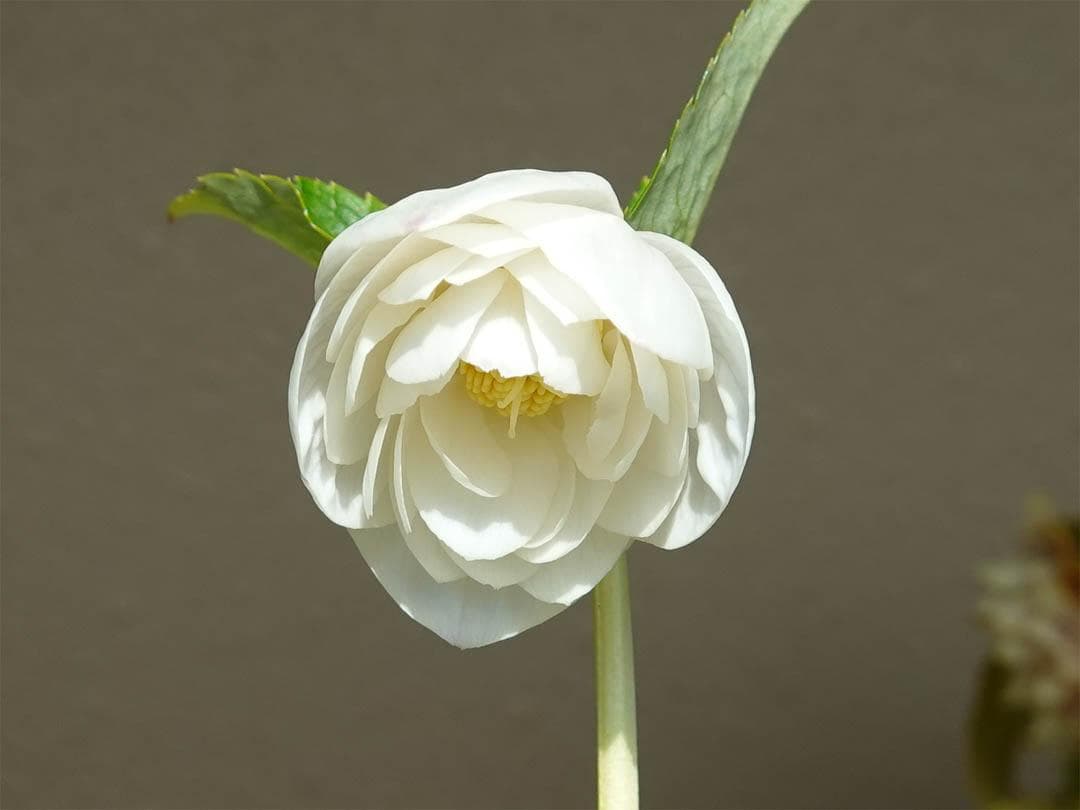 クリスマスローズ dd ホワイトゴールド グロッシーカラー 純白花