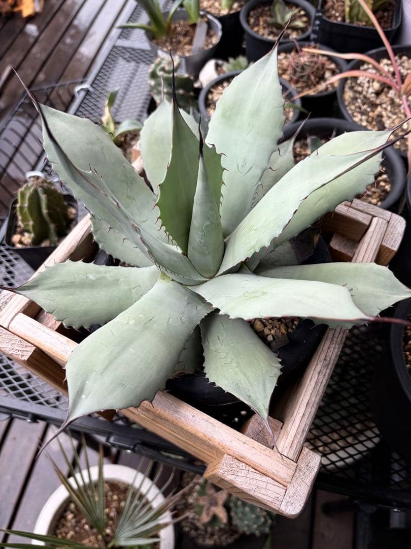 耐寒性アガベ パリートランカータ◇ドライガーデン多肉サボテン吉祥天ユッカ　ヤシ