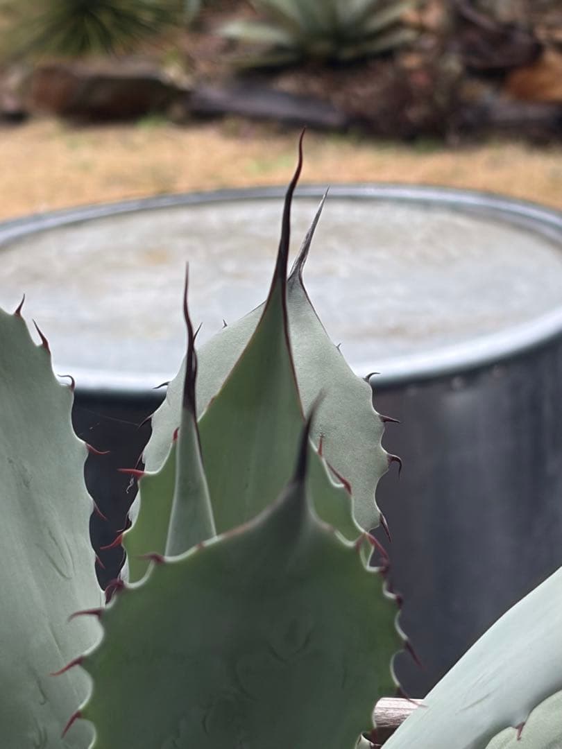 耐寒性アガベ パリートランカータ◇ドライガーデン多肉サボテン吉祥天ユッカ　ヤシ