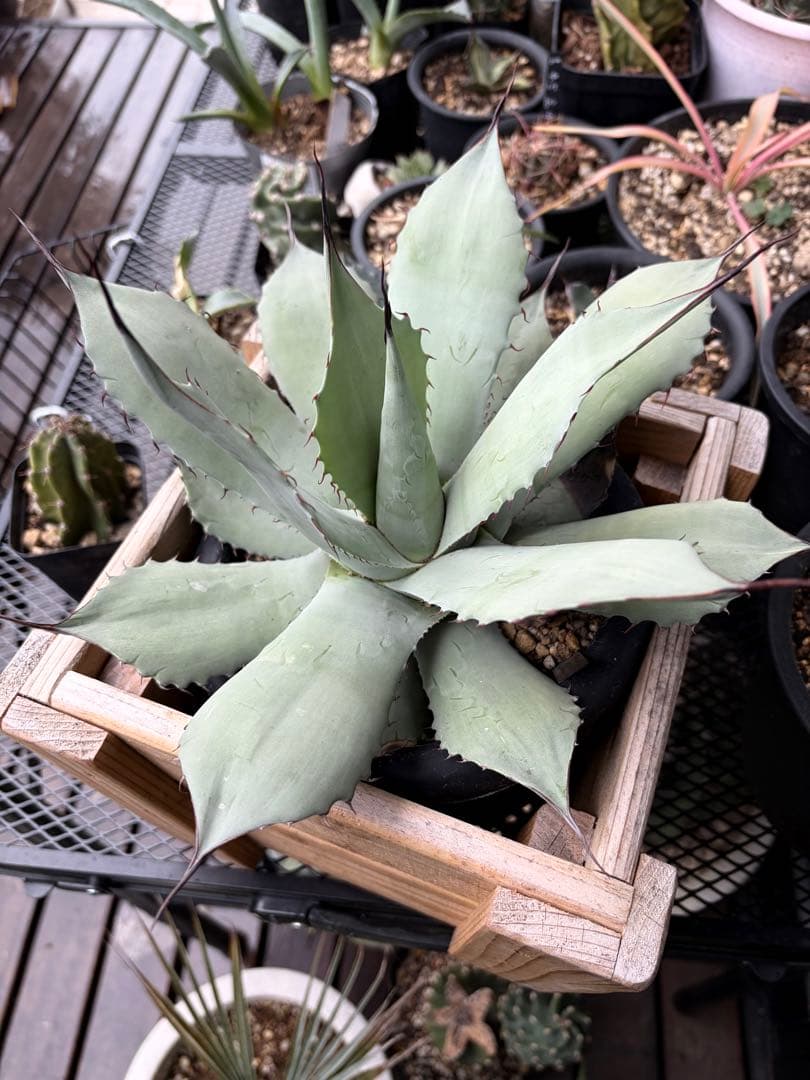 耐寒性アガベ パリートランカータ◇ドライガーデン多肉サボテン吉祥天ユッカ　ヤシ