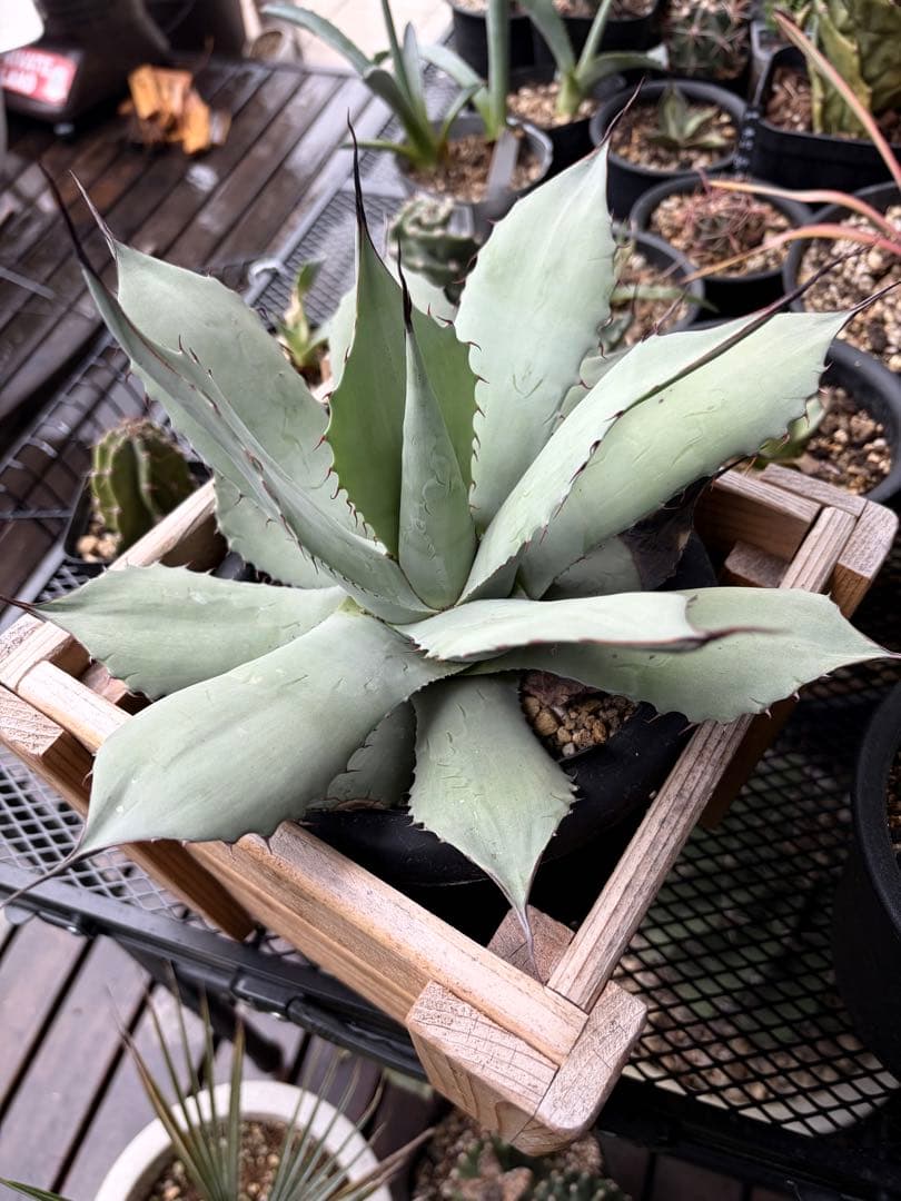 耐寒性アガベ パリートランカータ◇ドライガーデン多肉サボテン吉祥天ユッカ　ヤシ