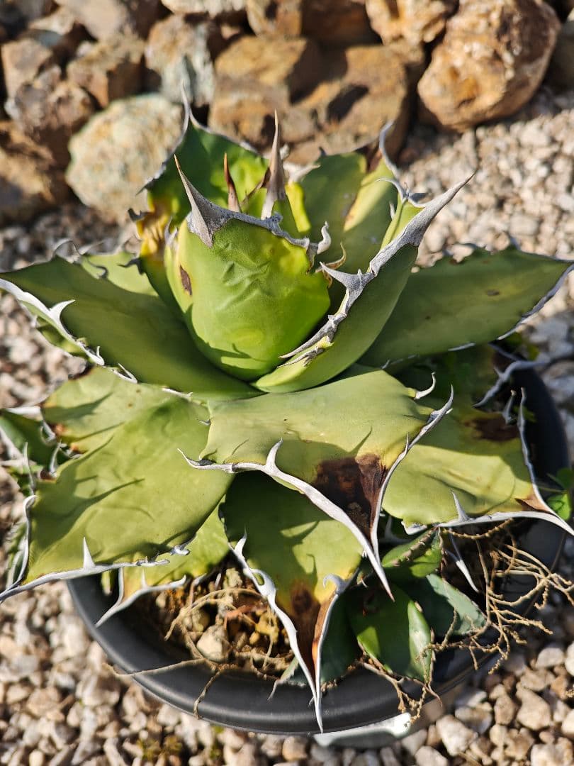 アガベ　チタノタ　オテロイ　7号　特大サイズ