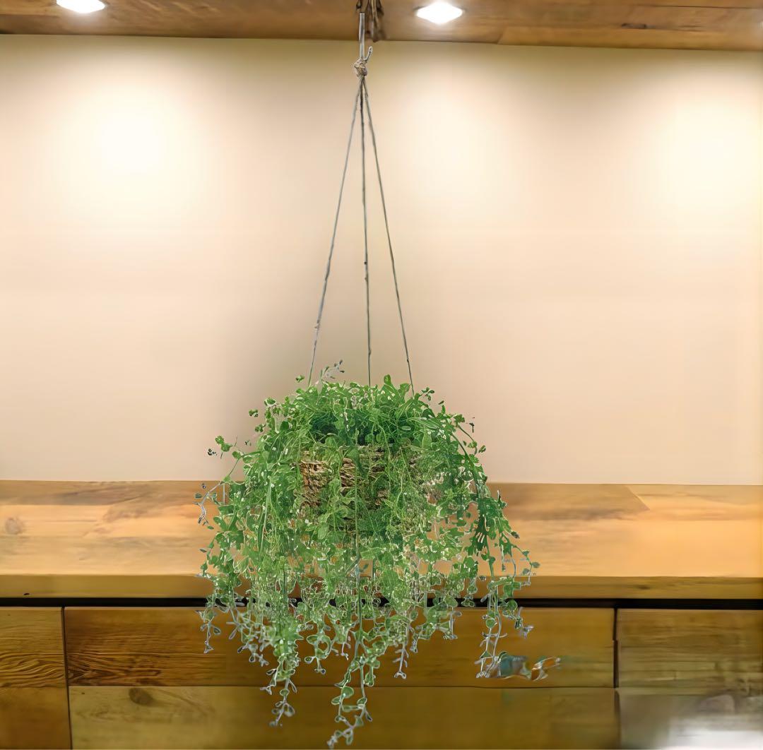 光触媒　人工観葉植物　ウ　フェイクグリーン　ベビーティアーズハンギング