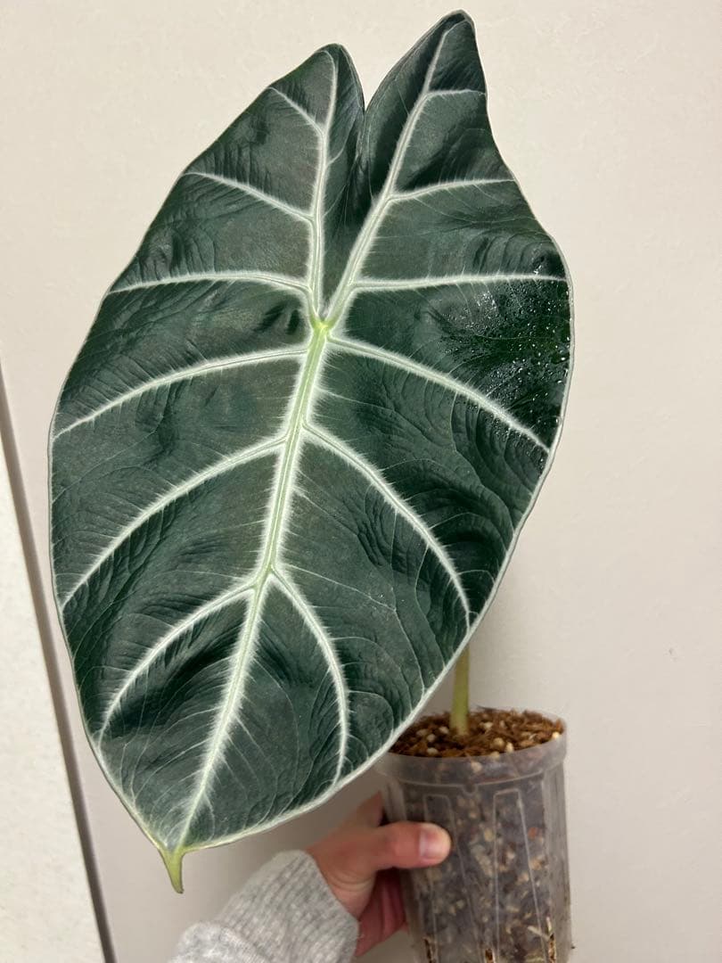 アロカシア　マークキャンベル