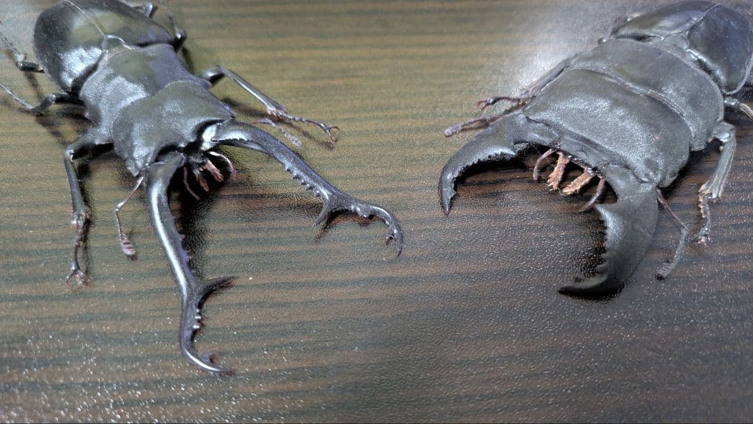 昆虫　フィギュア　涅槃　オオヒラタクワガタ　ギラファノコギリクワガタ