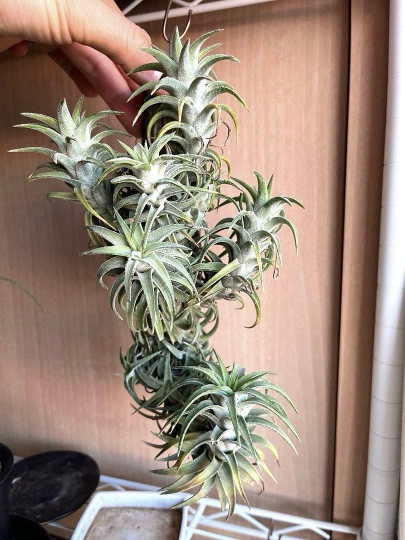 ionantha vanhyningii バンハイニンギー　クランプ