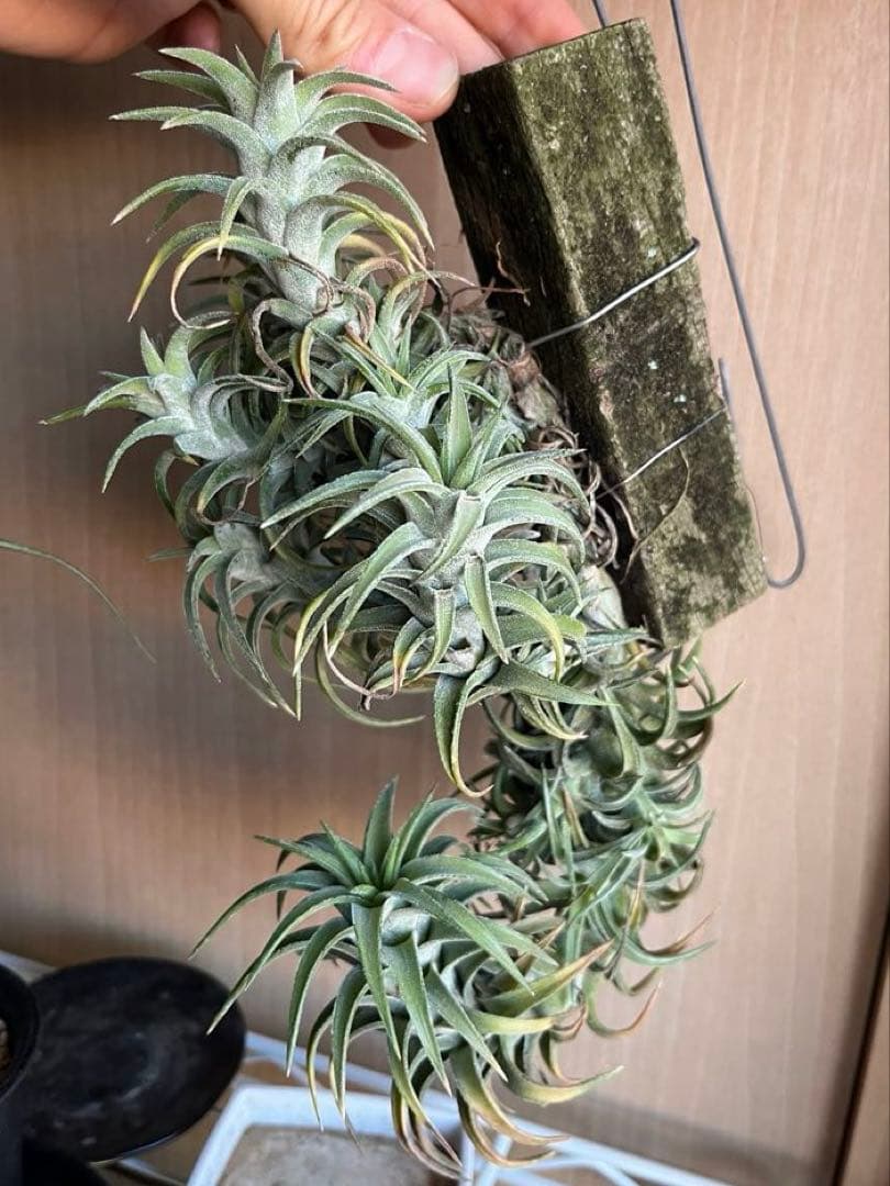 ionantha vanhyningii バンハイニンギー　クランプ