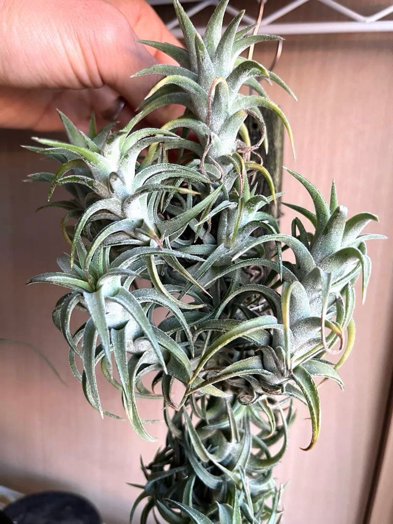 ionantha vanhyningii バンハイニンギー　クランプ