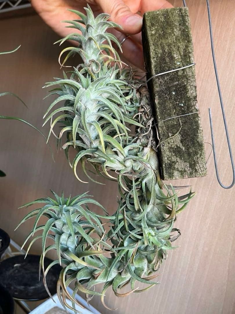 ionantha vanhyningii バンハイニンギー　クランプ