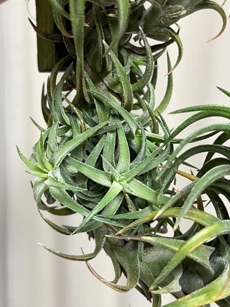 ionantha vanhyningii バンハイニンギー　クランプ