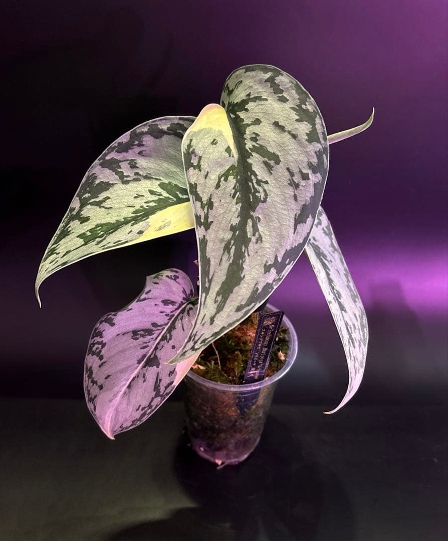 スキンダプサス・マリポーサ 斑入り　1