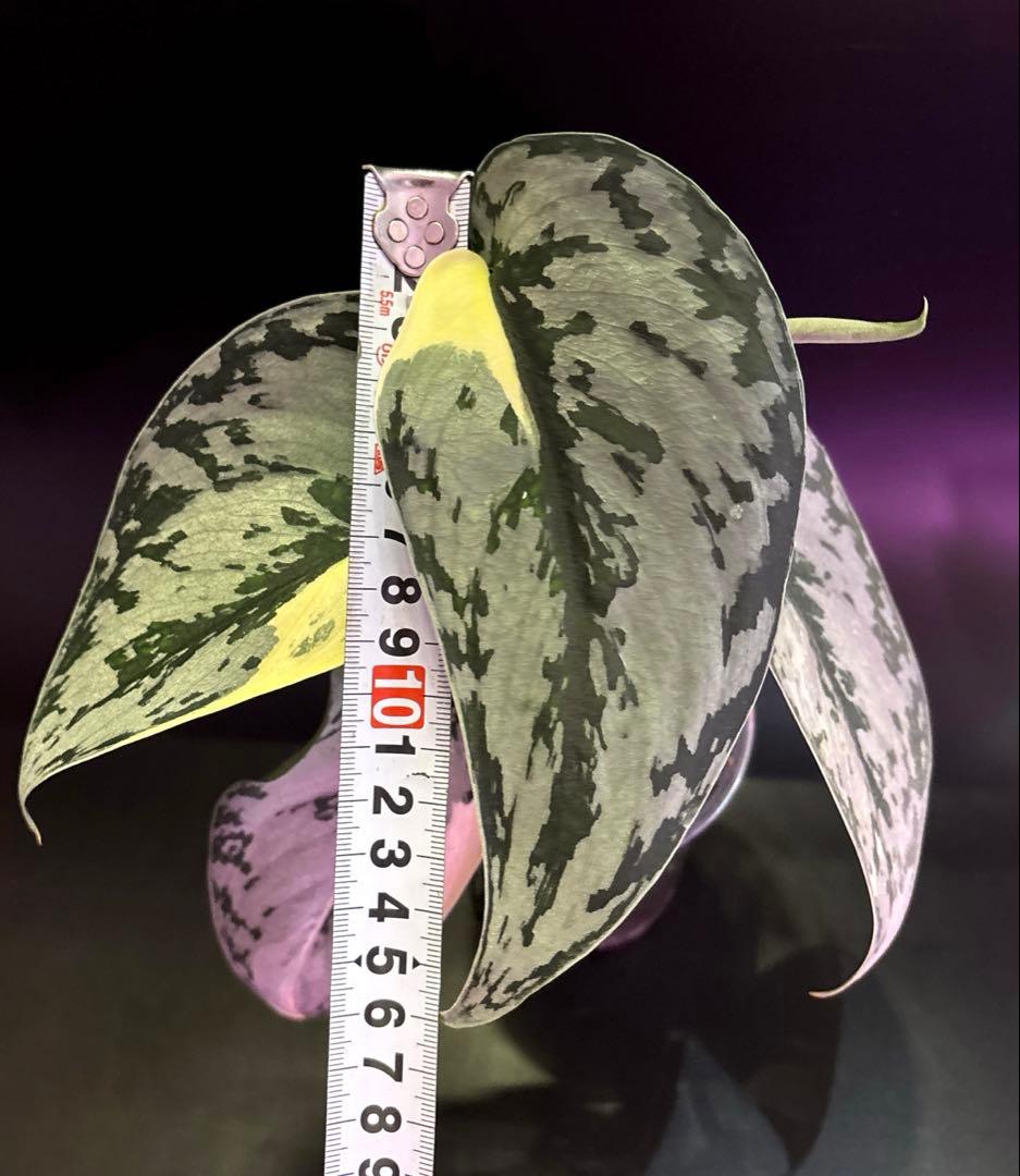 スキンダプサス・マリポーサ 斑入り　1